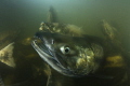   chaos when 60000 Chum salmon are trying swim rising rivers spawn. Males this species grow large teeth breeding time giving rise their name dog salmon. spawn  